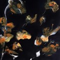 583. Sen Kväll  100x100 cm.jpg